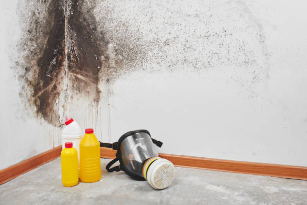 Best Attic Mold Removal  in Addison, TX