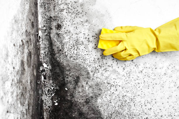 Best Local Mold Removal Service  in Addison, TX