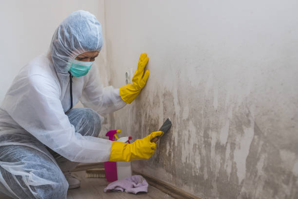 Best Local Mold Removal Service  in Addison, TX