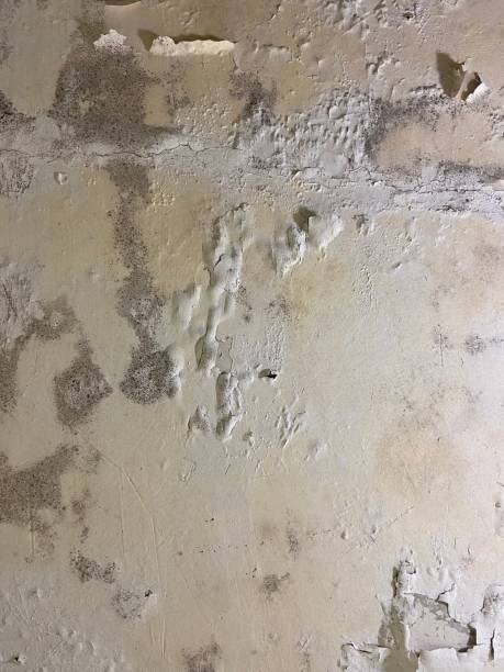 Best Black Mold Removal  in Addison, TX