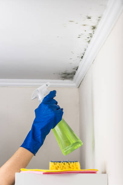 Best Office Mold Removal Services  in Addison, TX